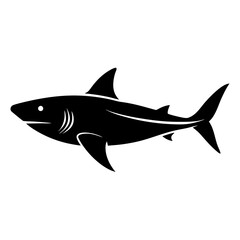 shark isolated on white