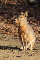 Patagonian mara (Dolichotis patagonum), also known as the Patagonian cavy. Wild life animal.
