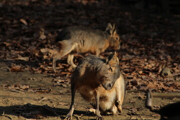 Patagonian mara (Dolichotis patagonum), also known as the Patagonian cavy. Wild life animal.
