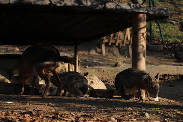 Fototapeta premium Patagonian mara (Dolichotis patagonum), also known as the Patagonian cavy. Wild life animal. 