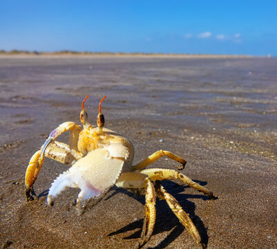 Red Sea ghost crab (Ocypode saratan) in an attack pose on a photographer. Bright Claw as a threat releaser, aggressive behavior. Gulf of Oman, Arabian Sea