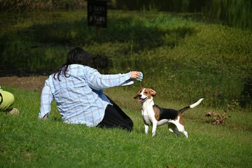 Playing with beagles on the lawn