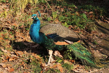 Fototapeta premium The Java Green Peacock (Pavo muticus) is a stunning bird species native to the island of Java in Indonesia. Known for its vibrant green and blue plumage, this peacock stands out with its iridescent 