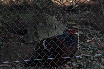 Birds in a cage in a zoo