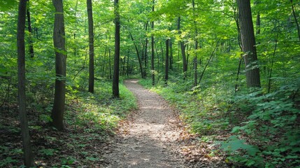 Fototapeta premium Serene Woodland Trail, a peaceful pathway meandering through a lush forest, dappled sunlight streaming through vibrant green leaves, beckoning nature lovers to explore.