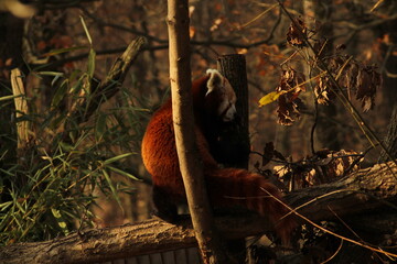 Beautiful Red panda climbing trees. A close-up of a red pandas perched on a tree branch. The Western Red Panda, also known as the red panda or lesser panda, is a small, arboreal mammal in China