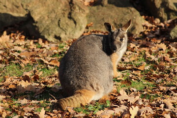 Two sitting Kangaroos, Petrogale xanthopus, The yellow-footed rock-wallaby, ring-tailed wallaby. Yellow-footed rock-wallaby, Petrogale xanthopus, or ring-tailed rock-wallaby, on rocky outcrop.
