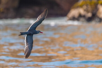 Inca tern flying between the islands.