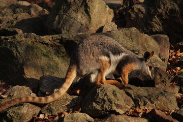Two sitting Kangaroos, Petrogale xanthopus, The yellow-footed rock-wallaby, ring-tailed wallaby. Yellow-footed rock-wallaby, Petrogale xanthopus, or ring-tailed rock-wallaby, on rocky outcrop.
