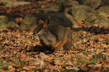 Swamp Wallaby, Wallabia bicolor, is one of the smaller kangaroos. This wallaby is also commonly...