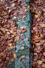 Autumn has come to the city