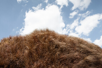 Reconstructed prehistoric animal fur and blue sky in the background
