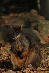 Swamp Wallaby, Wallabia bicolor, is one of the smaller kangaroos. This wallaby is also commonly known as the black wallaby

