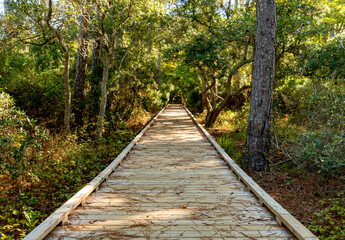 Fototapeta premium Boardwalk at Currituck Banks Reserve