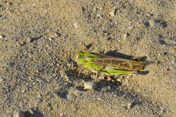 Langosta migratoria