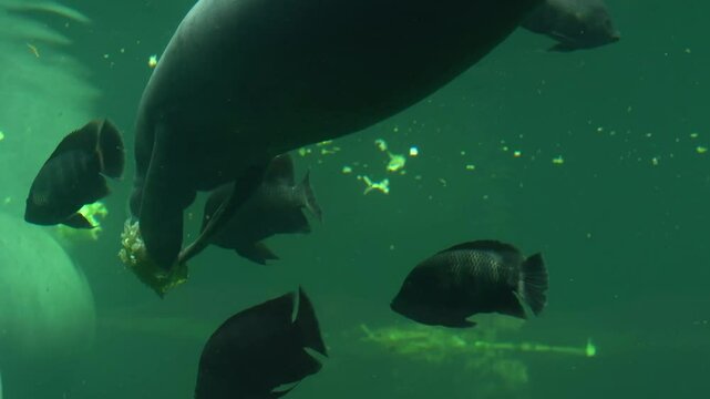 Manatees swimming gracefully in the large aquarium at Wroclaw Zoo, gliding peacefully through the clear water