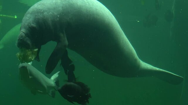 Manatees swimming gracefully in the large aquarium at Wroclaw Zoo, gliding peacefully through the clear water