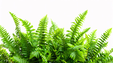 Leaves of bracken fern plants isolated on a white background, featuring a green shrub. Bush of leafy branches.