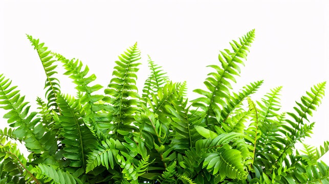 Leaves of bracken fern plants isolated on a white background, featuring a green shrub. Bush of leafy branches.