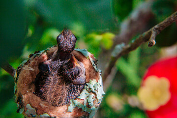 Hummingbird Nestlings: Perfect for Home Decor & Gifts. Bring the charm of nature into your space with these exquisite photos. Ideal for bird lovers and nature enthusiasts