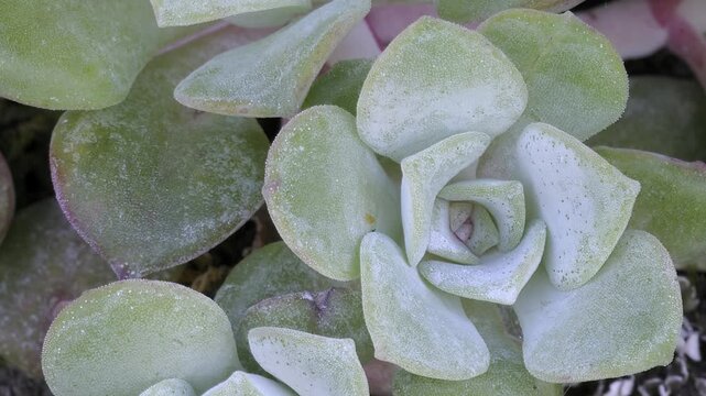 Broadleaf Stonecrop, Collinsia parviflora (Sedum spathulifolium) green succulent on a rocky surface in natural setting