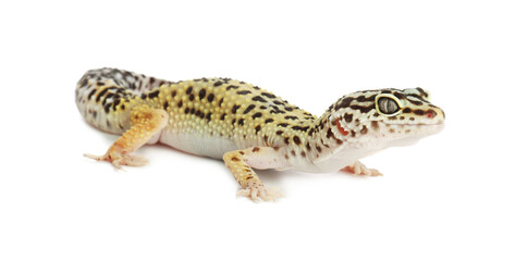 Obraz premium One beautiful gecko isolated on white. Exotic pet
