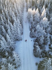 Aerial view of a snowy forest with a narrow path and hikers in winter. Scenic winter landscape photography with frosted trees and tranquil atmosphere. Adventure and nature conceptt