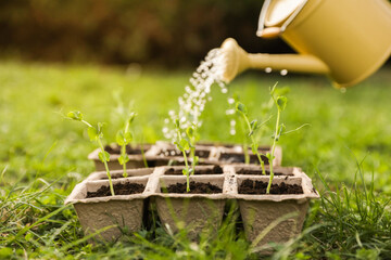 Watering potted seedlings with can outdoors, closeup