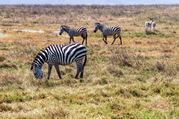 A herd of Plains zebra -Equus quagga- on the plains of the Ngogorogoro crater in Tanzania