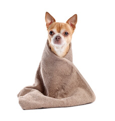 Cute funny dog wrapped in towel on white background