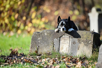 Dog resting on a grave in a quiet cemetery during autumn