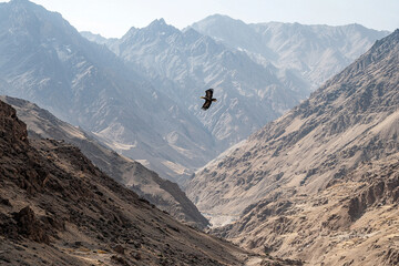 Majestic eagle soaring above rugged mountain landscape at noon