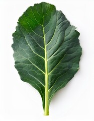 Single vibrant green collard green leaf isolated on white background.