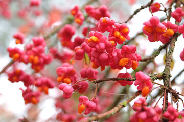 The red berries of Euonymus europaeus ‘Red Cascade’, or Spindle tree in fall.
