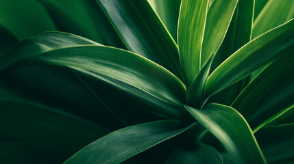 Obraz premium Lush Green Tropical Leaves Texture 