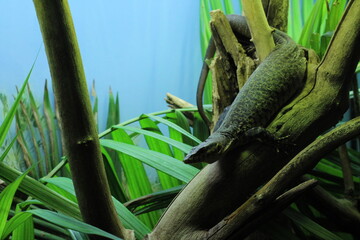 Pygmy mulga monitor (Varanus gilleni)
