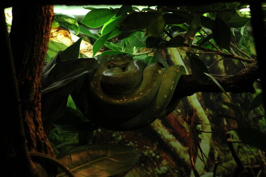 Green tree python (Morelia viridis) sorong locality. The green tree python (Morelia viridis) is a species of snake in the family Pythonidae. it is a bright green snake, living generally in trees.
