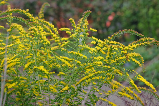 Yellow Solidago rugosa &lsquo;Fireworks&rsquo;, also known as goldenrod, in flower.