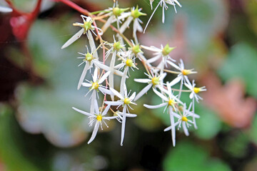 White Saxifraga &lsquo;Blackberry and Apple Pie&rsquo; also known as Saxifrage, in flower.