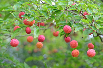 Obraz premium Cornus ‘Norman Hadden’, the red strawberry like fruits of Norman Hadden dogwood tree.