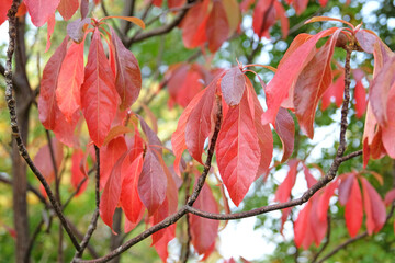 The red autumn leaf foliage Franklinia alatamaha, or the Franklin Tree.