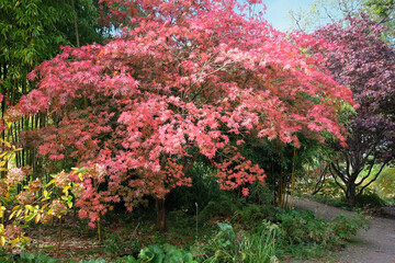 The red autumn foliage Acer palmatum, Japanese maple ‘Shojo shidare’.