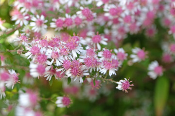 Dainty white and pink Aster lateriflorus ‘Lady In Black’ in flower.