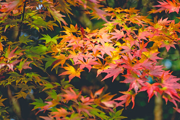 The orange and pink autumn foliage Acer palmatum, Japanese maple ‘Orange Dream’.