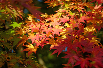 The orange and pink autumn foliage Acer palmatum, Japanese maple ‘Orange Dream’.