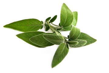Rametto di salvia fresca isolata su fondo bianco, erba aromatica mediterranea utilizzata in cucina come condimento, alimentazione biologica 