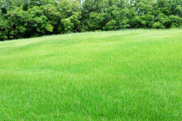 green grass field