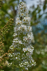 Willow-leaved spirea (Lat. Spiraea salicifolia). Close-up of a flowering inflorescence of willow-leaved spirea on a background of green foliage.