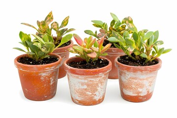 Fototapeta premium Potted Succulents in Terracotta Pots for Indoor Decoration