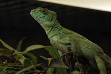 The plumed basilisk (Basiliscus plumifrons), also called commonly the green basilisk, the double crested basilisk, or the Jesus Christ lizard, is a species of lizard in the family.
